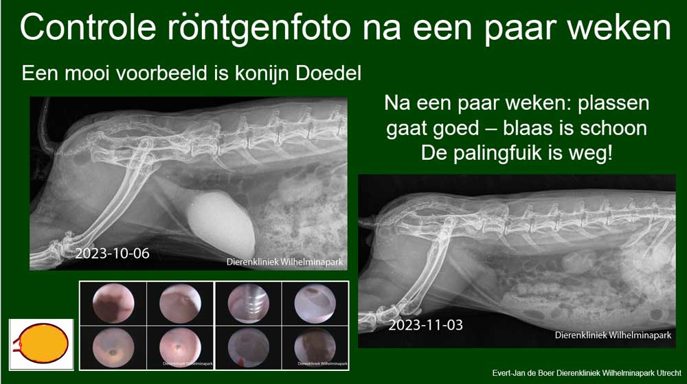 Blaashalsslijmvliesplooi behandeling bij konijn Doedel is weg